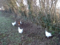 20100121 HENS FEEDING ON HEDGEROWS